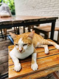 Cat sleeping on table