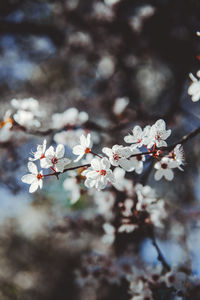 Close-up of cherry blossom