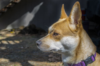 Close-up of a dog looking away