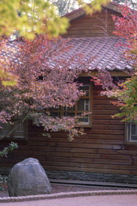 Pink flowering tree by building