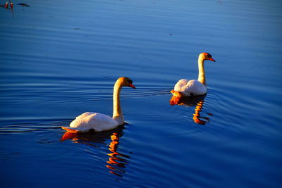 Swans swimming in lake