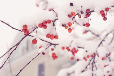 Close-up of red berries on tree