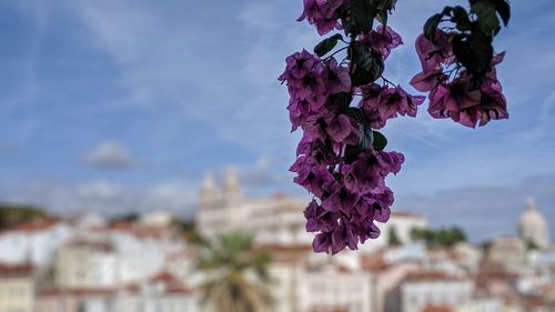 Close-up of pink cherry blossoms against sky