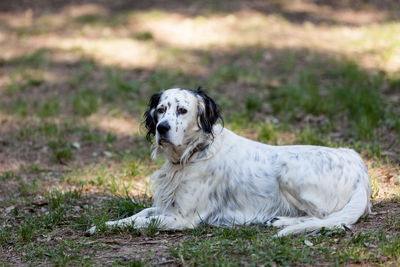 Portrait of dog lying on field