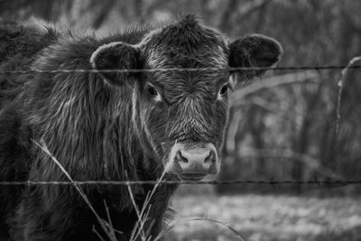 Close-up of a cow black and white
