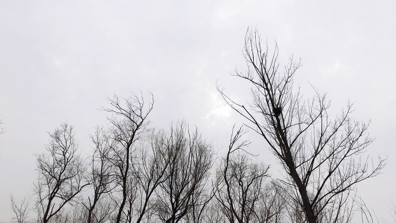 low angle view, nature, sky, no people, tree, outdoors, growth, day, bird, beauty in nature, flock of birds, close-up