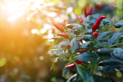 Close-up of red flowering plant