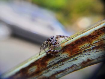 Close-up of spider on rusty metal