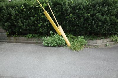 Surface level of road against plants