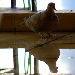 Close-up of bird perching