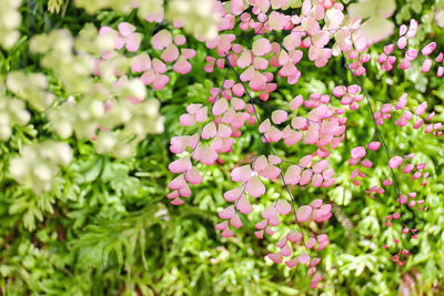 Close-up of pink flowering plants