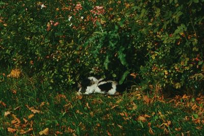 Cat lying down on land