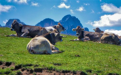 Cows in a field
