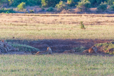 Birds on field