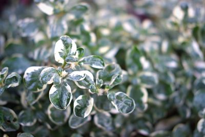 Close-up of fresh green plant