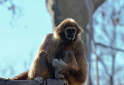 Low angle view of monkey on tree - white-handed gibbon