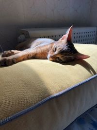 Close-up of cat sleeping on bed