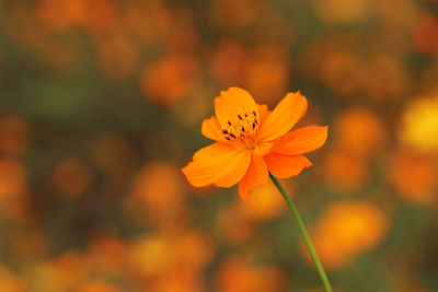 Close-up of orange flower blooming outdoors