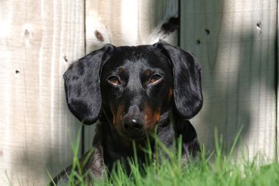 Close-up of dog