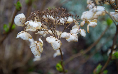 Close-up of white flowers