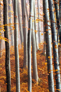 Tree trunks in the forest