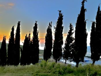 Trees on field against sky at sunset