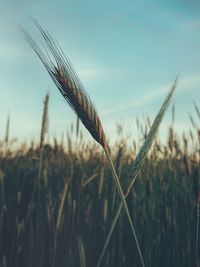 Close-up of stalks in field against sky