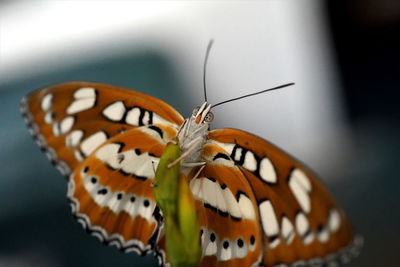 The common sergeant showing underside on the flower of gold vein planmala