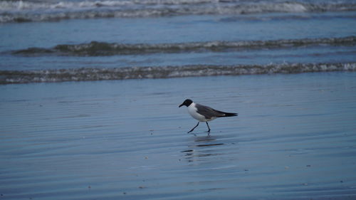 Bird on lake shore