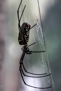 Close-up of spider on web