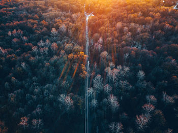 Pine trees in forest