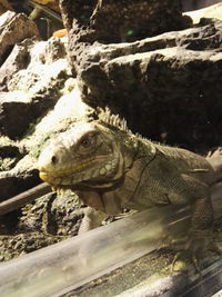 Tiger resting in zoo