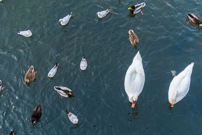 White swan and mallard duck on the lake