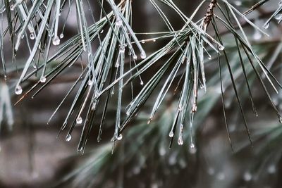 Wet pine needles