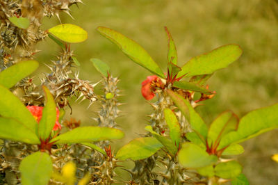 Close-up of insect on plant