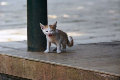 Portrait of cat sitting on wood