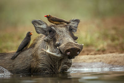 Close-up of pig