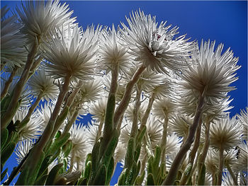 Low angle view of flowers against blue sky