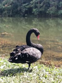 Black swan on a lake