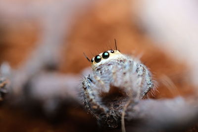 Close-up of spider