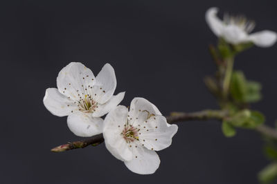 Close-up of white cherry blossoms in spring