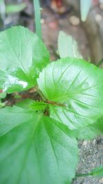 Close-up of plant