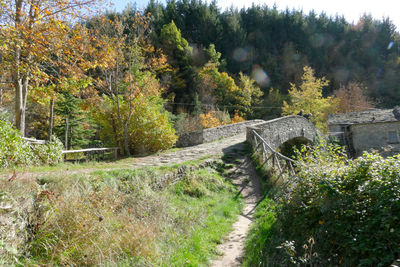 Plants and trees in park during autumn