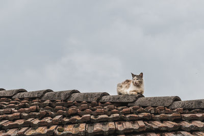 Low angle view of cat on roof against sky