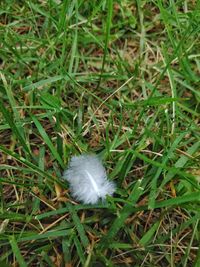 High angle view of feather on grass