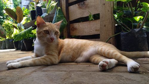 Portrait of a cat resting