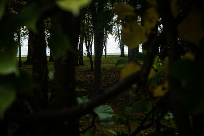 Trees on field in forest