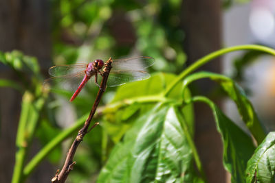 Close-up of dragonfly on plant