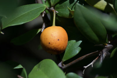 Close-up of fruit growing on tree