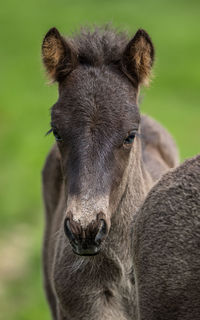 A young black colored foal horse with ears up looks straight ahead